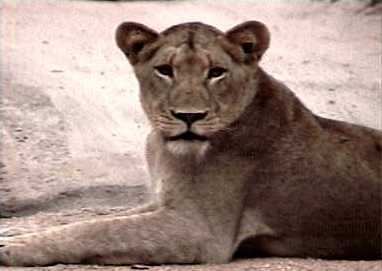 Beautifullioness.jpg