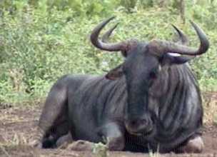 Bluewildebeest.jpg