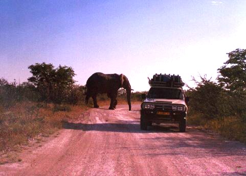 Elephant_cow_in_etosha.jpg