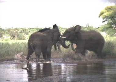 Elephantinteraction32.jpg