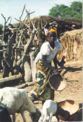 Feedingthefamilyssheep.jpg