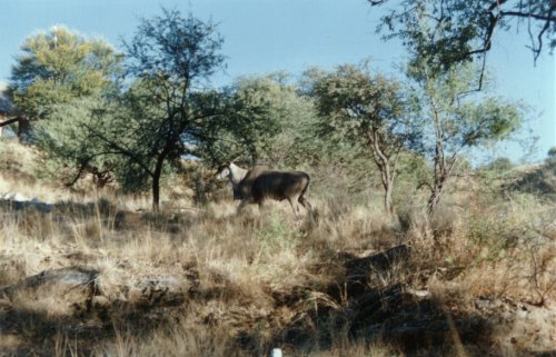 eland1.jpg
