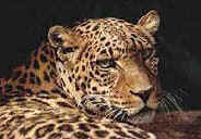 leopardface.jpg