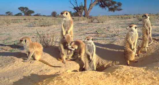 meerkats.jpg