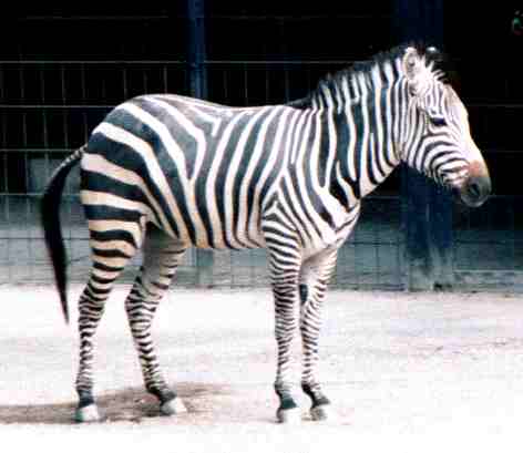 African mammals, Burchell's Zebra, Equus burchelli