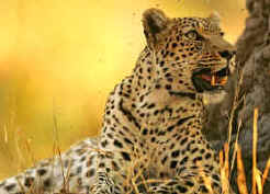 Leopards of Moremi