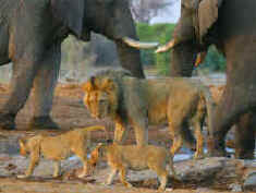 NAMIBIA: BEST DESTINATION IN AFRICA FOR CAMPING SAFARIS AND MID-RANGE TOURS