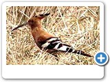 African hoopoe