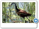African jacana