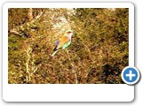 Lilac-breasted roller