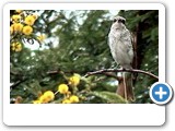 Crowned shrike