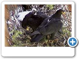 black eagle family