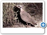 Bronze-winged courser