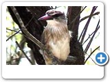 Brown-hooded kingfisher