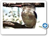 Brown-hooded kingfisher fishing.