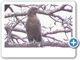 Brown Snake Eagle