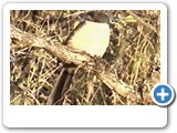 Burchells coucal