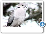 Cape turtle dove singing.