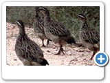 Crested francolin family