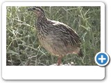 Crested francolin female