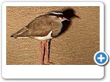Crowned plover