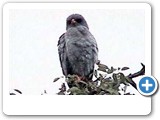 Dark Chanting Goshawk