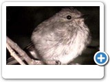 Dusky fly-catcher