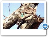 Emerald-spotted dove