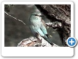 Young European roller