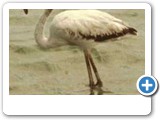 Flamingo found at Walvis Bay lagoon, Namibia.