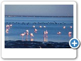 Flamingo's at the Walvis Bay lagoon. 
