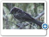 Fork-tailed drongo
