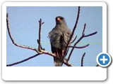 Gabar goshawk