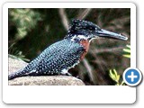 Giant kingfisher