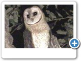 Grass owl