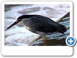 Green-backed heron fishing.