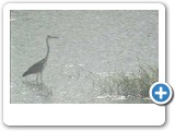 Grey heron in Okavango River, Namibia.