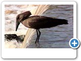 Hamerkop fishing at Popa Falls, Namibia.
