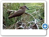Hamerkop 