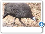 Helmeted guineafowl foraging.