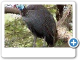 Helmeted guineafowl