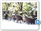 Flock of Guinea Fowl