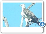 Juvenile Martial eagle