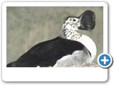 Knob-billed duck