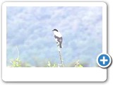 Lesser grey shrike