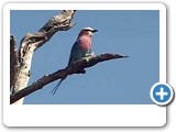 Most beautiful bird in Namibia, the lilac-breasted roller.