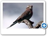 Lilac-breasted roller1