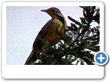 Orange-throated longclaw