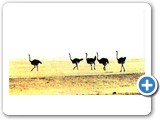 Ostrich in the Namib-Naukluft Park, Namibia.