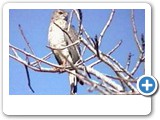 Ovambo sparrowhawk_